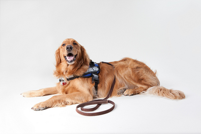 golden retriever helper dog