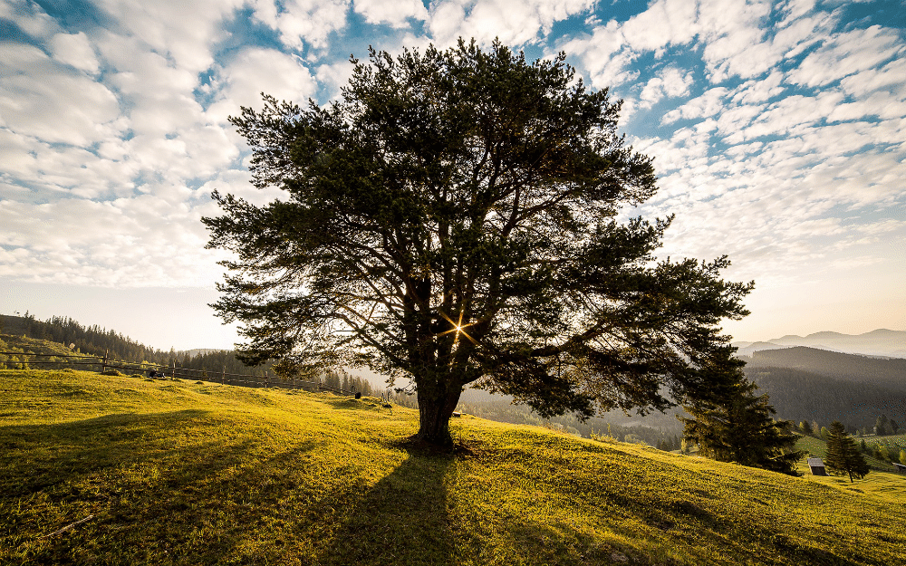 Large tree with clouds